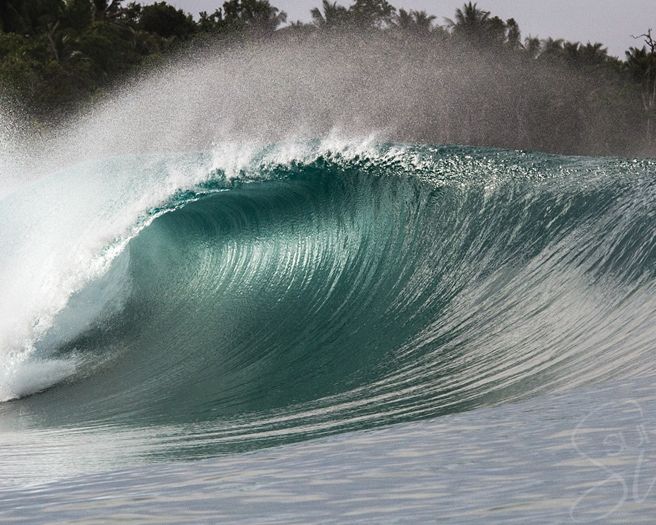 Green Bush Mentawai Islands